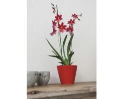 FLORASELF® Orchidee Cambria Burrageara "Nelly Isler" Rood Potmaat Ø 12 Cm -Home gereedschap DV 8 7565704 04 4c DE 20161201145247