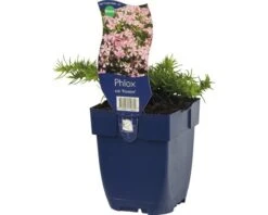 FLORASELF Kruipvlambloem Phlox Subulata Ø 11 Cm